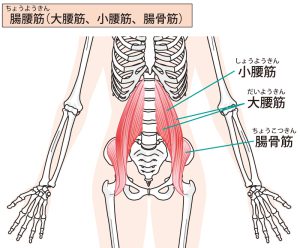 骨格の図