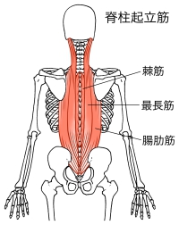 筋肉の図